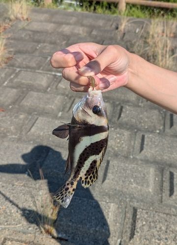 涸沼川