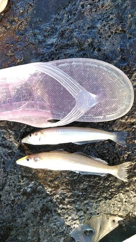 シロギスの釣果