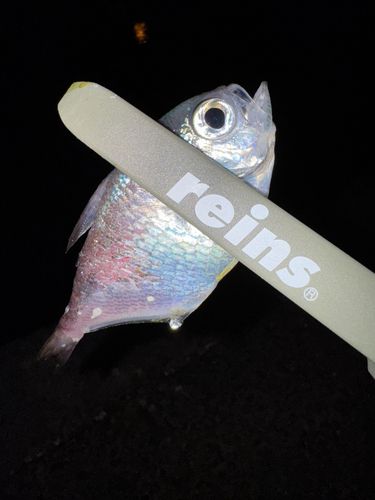 釣果
