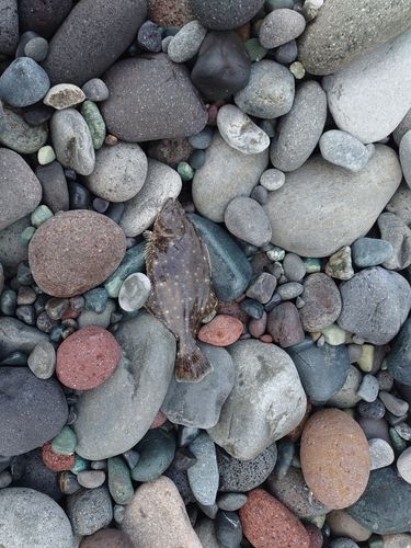 ソゲの釣果