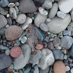 ソゲ