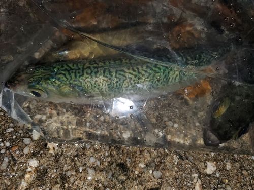 サバの釣果