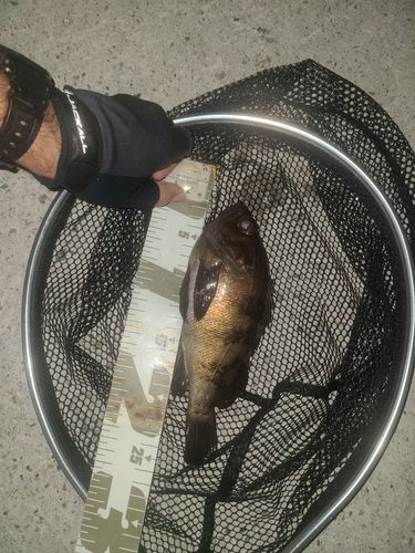 豊浜漁港