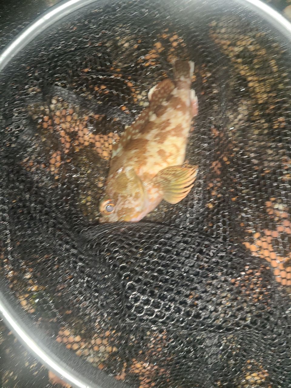 メバル