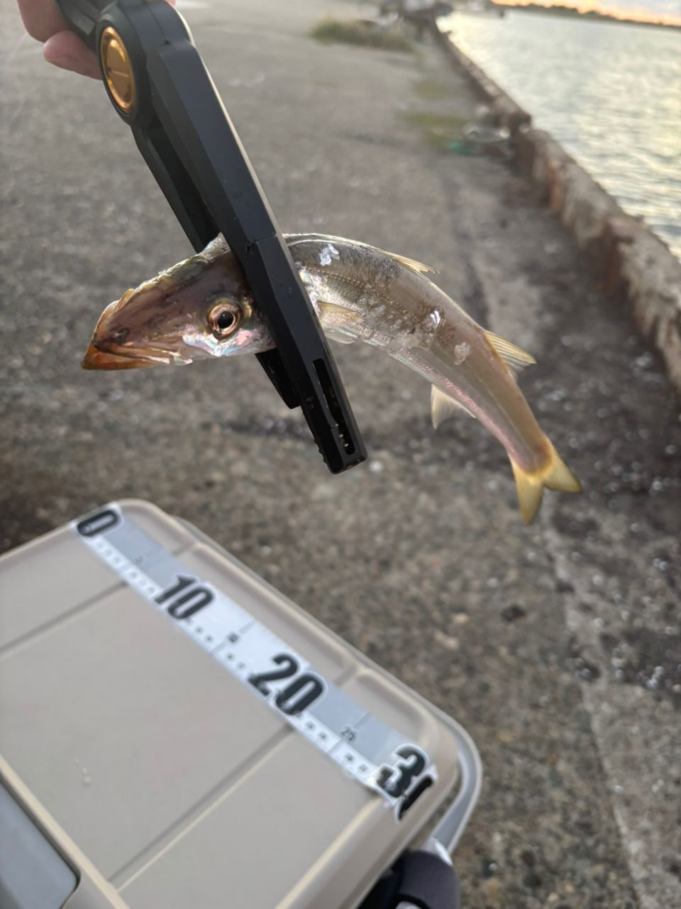 Jackson オーシャンゲート　JOG-600XL-K ST AJ Amazon | ジャクソン(Jackson) オーシャンゲート アジ JOG-600XL-K ST