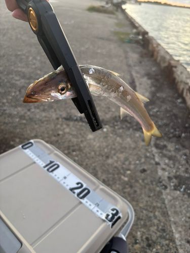 カマスの釣果