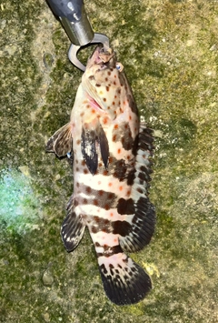 チャイロマルハタの釣果