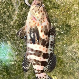 チャイロマルハタ