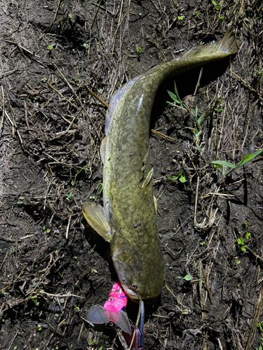 マナマズの釣果