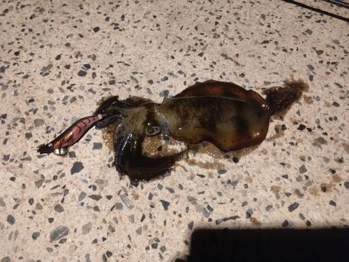恵曇港