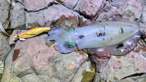 アオリイカの釣果