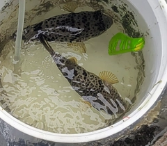 ヒガンフグの釣果