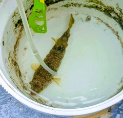 コモンフグの釣果