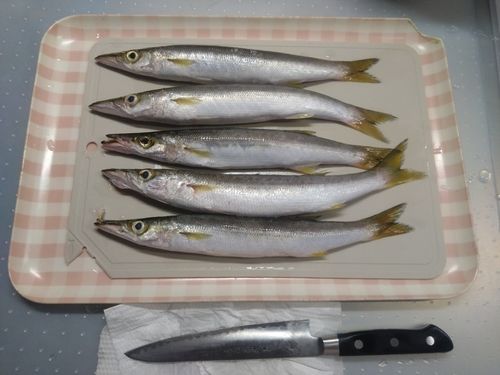 カマスの釣果