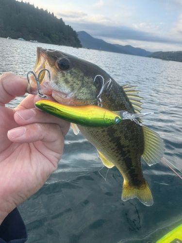 ラージマウスバスの釣果