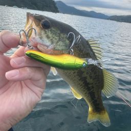 ラージマウスバス