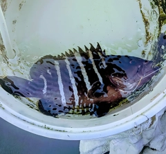 マハタの釣果