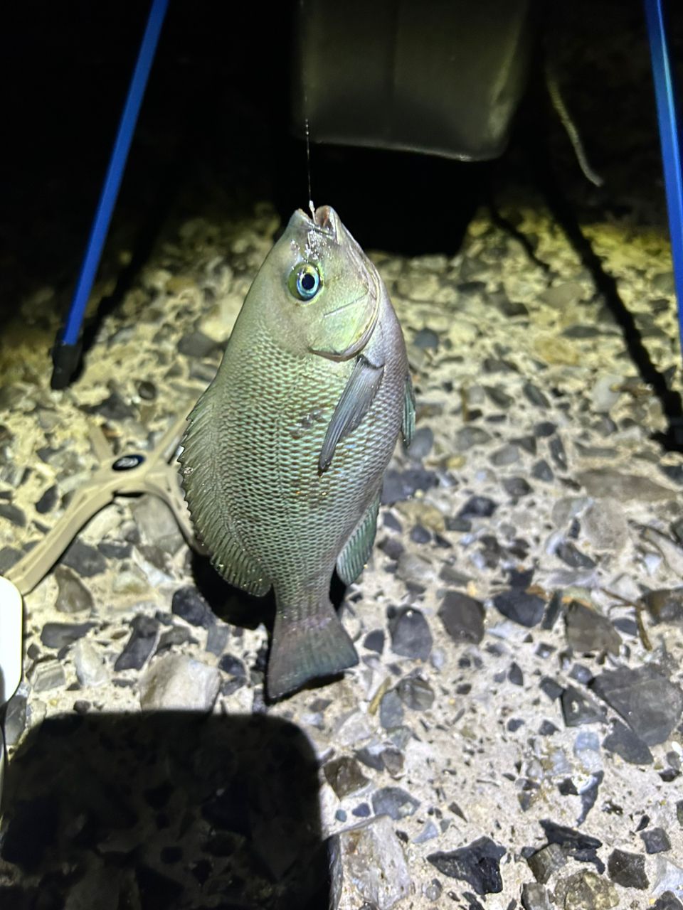 クチブトグレ