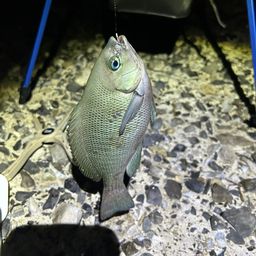 クチブトグレ