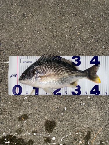 キビレの釣果