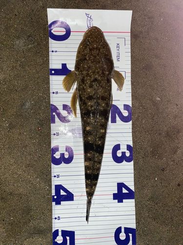 マゴチの釣果