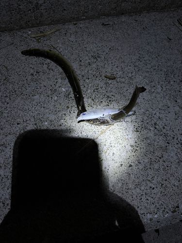 ウナギの釣果