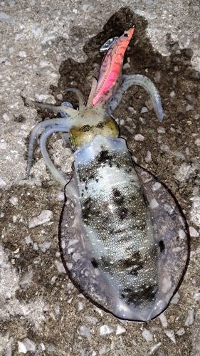 臼杵湾