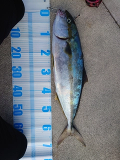 ヒラマサの釣果