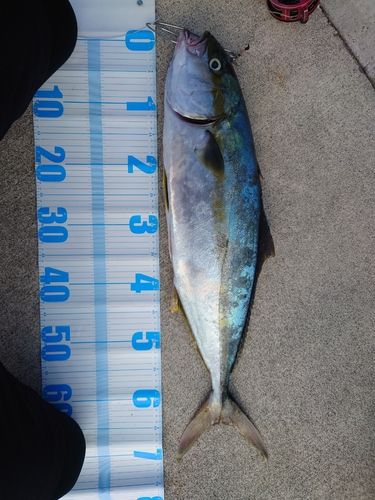 ヒラマサの釣果