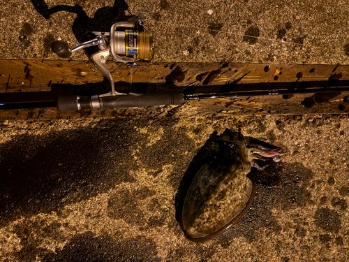 コウイカの釣果