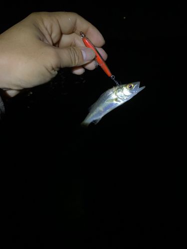 伊勢湾湾奥