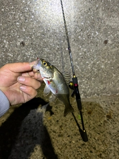 セイゴ（マルスズキ）の釣果