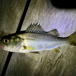 セイゴ（マルスズキ）