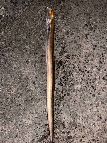釣果