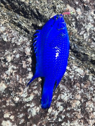 スズメダイの釣果