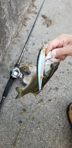 ブラックバスの釣果