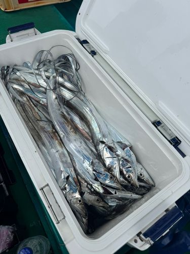 タチウオの釣果