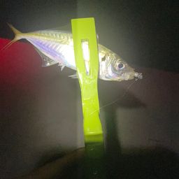 アジ