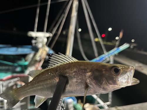 スズキの釣果