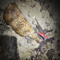 アオリイカ
