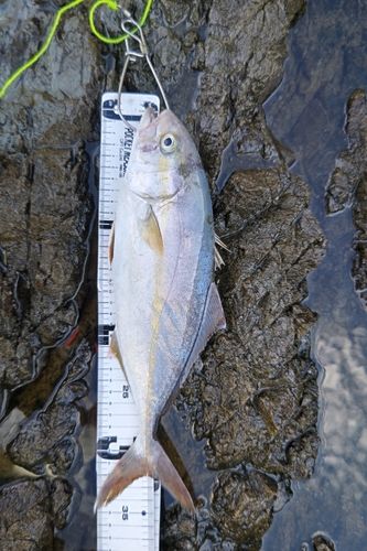 シオの釣果