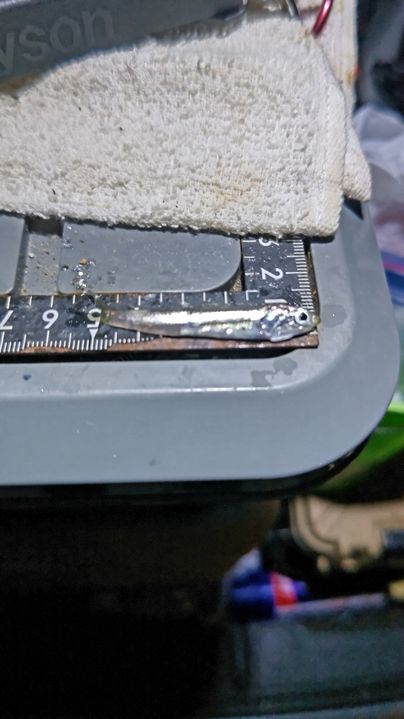 カタクチイワシ