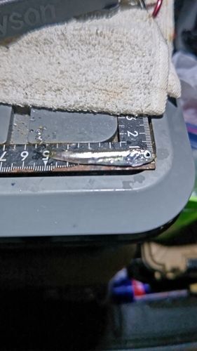 カタクチイワシの釣果