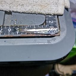 カタクチイワシ