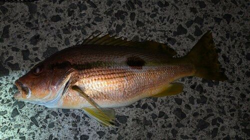 ヨコスジフエダイの釣果