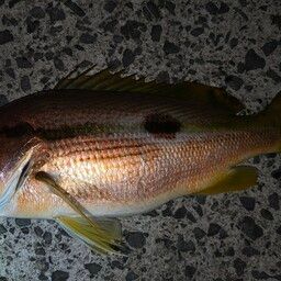 ヨコスジフエダイ