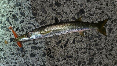 カマスの釣果