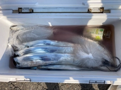 タチウオの釣果