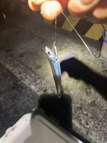 カタクチイワシの釣果