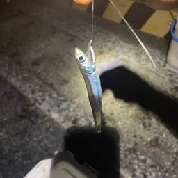 カタクチイワシ